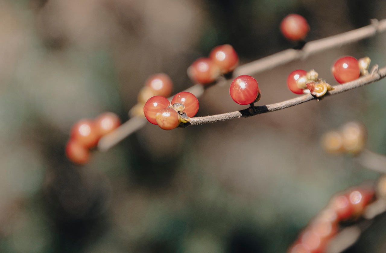 Botany Branches Growth - Free photo on Pixabay