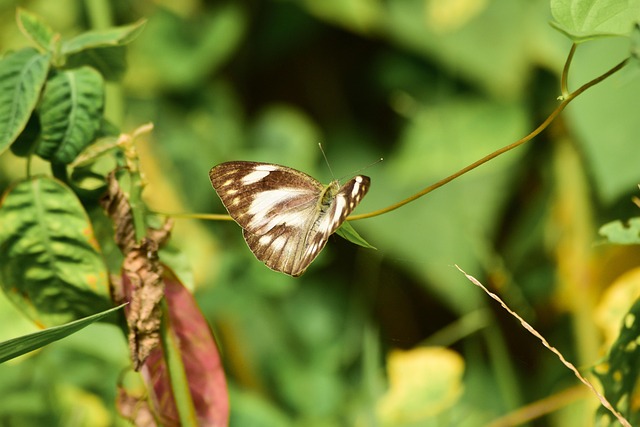 Free Butterfly Nature photo and picture