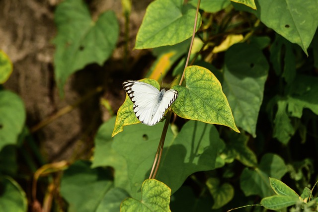 Free Nature Insect photo and picture