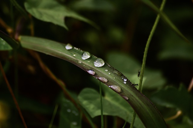 Free Water Droplet photo and picture