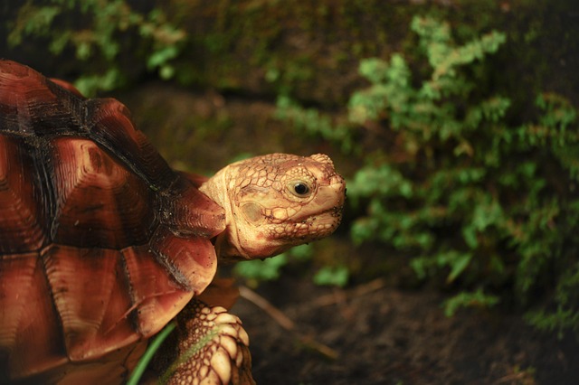 Free Tortoise Animal photo and picture