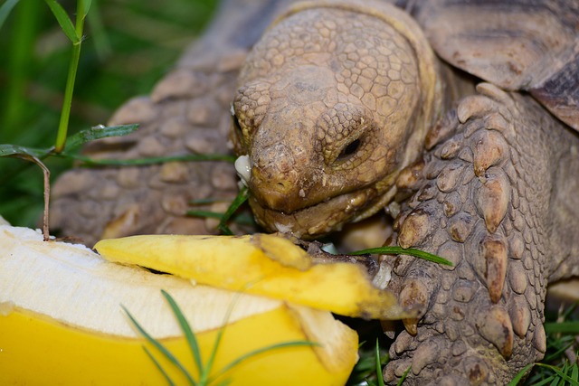 Free Tortoise Animal photo and picture