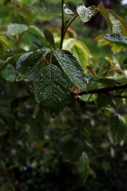 Grøn, Plante, Dråbe, Natur, Vand, Have