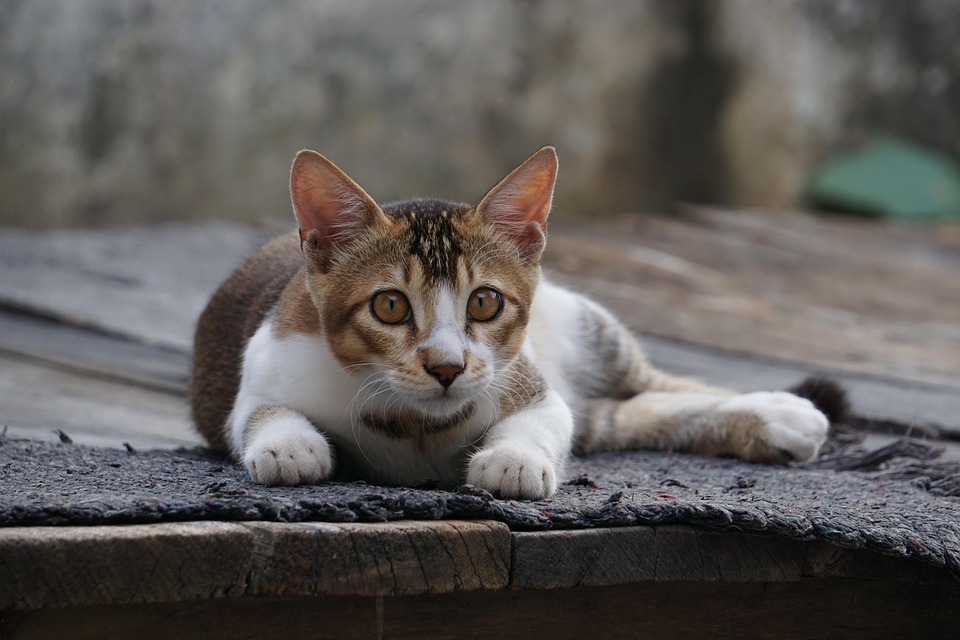 猫 猫科动物 宠物 - Pixabay上的免费照片