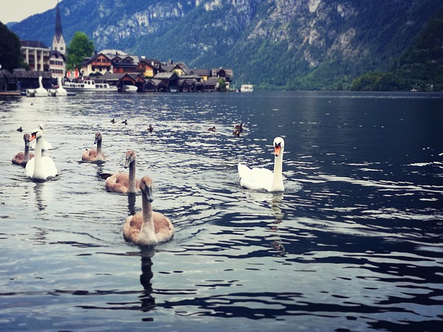 Free Hallstatt Lake photo and picture
