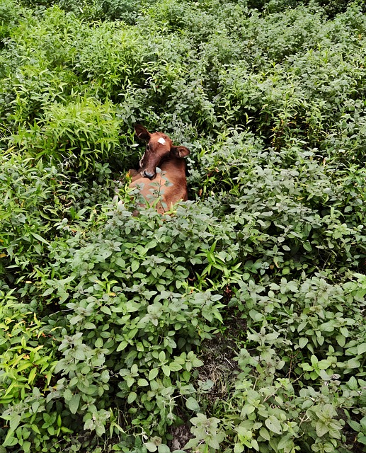 Kuh, Malen, Tiere, Landschaft, Natur