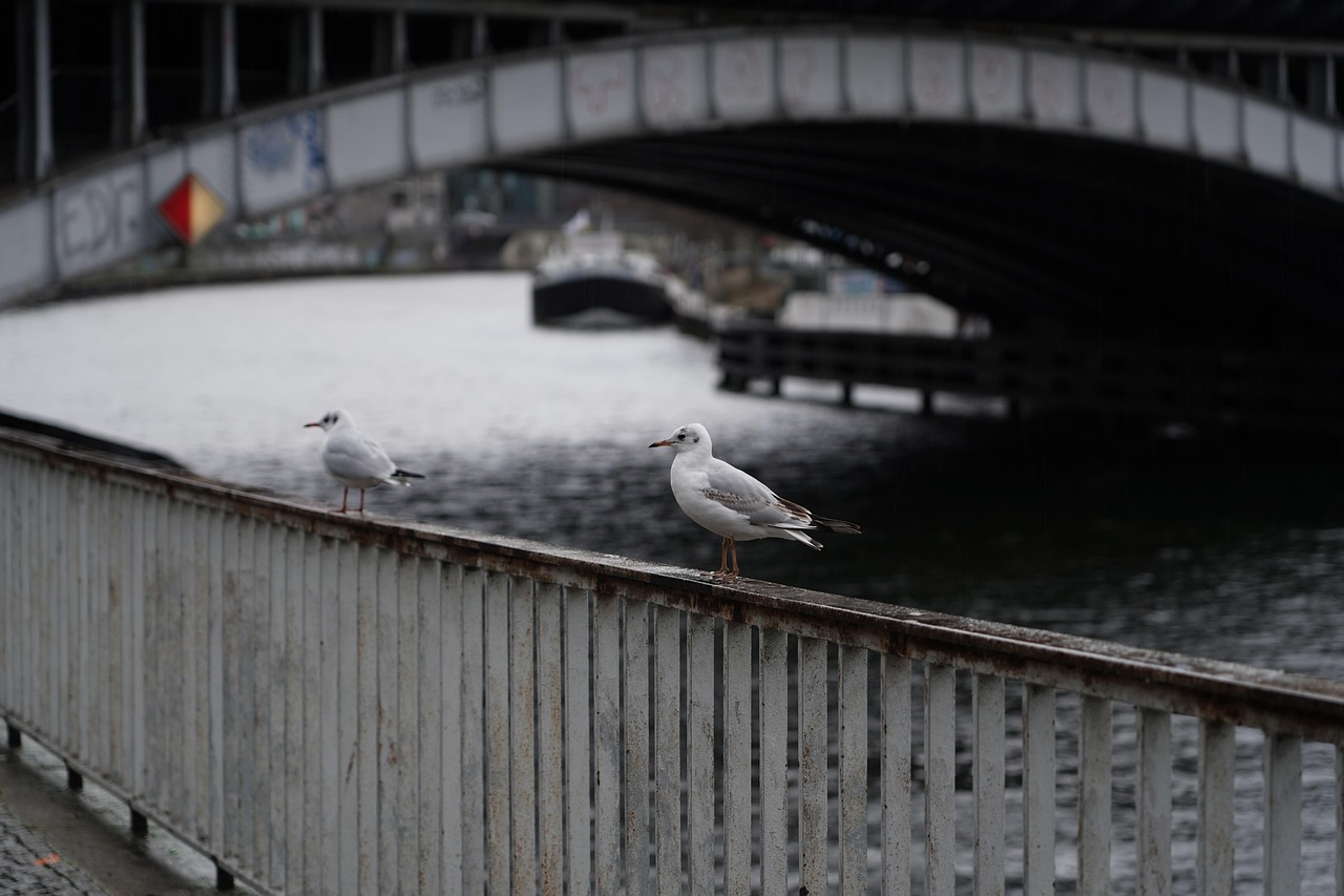 Bridge - free online jigsaw puzzle photo