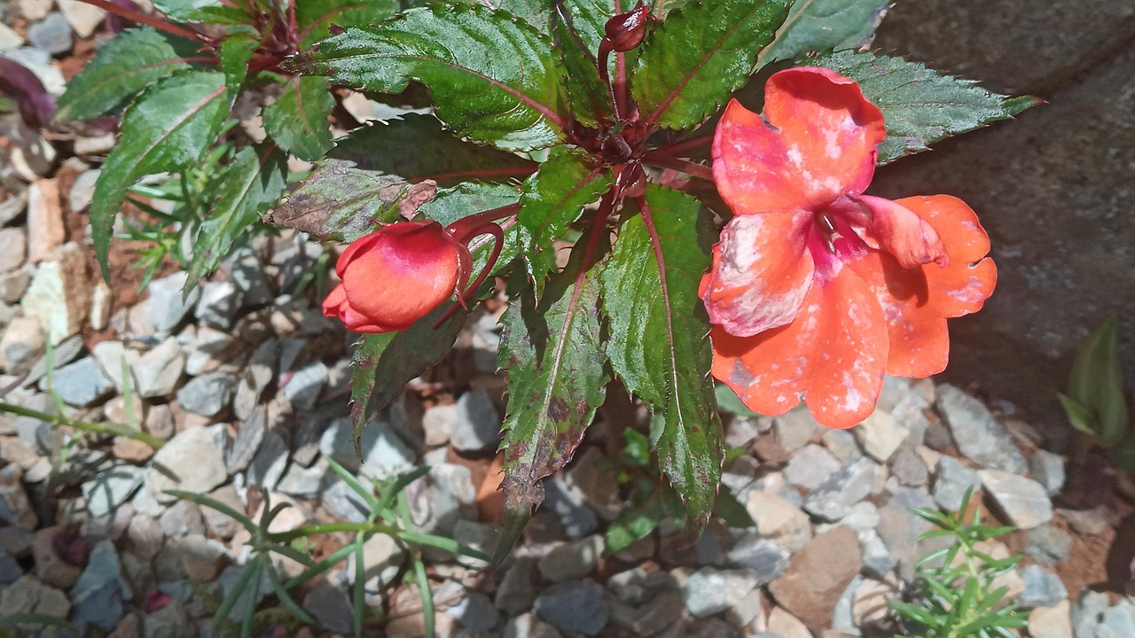 Jardin Fleurs Rose La Photo gratuite