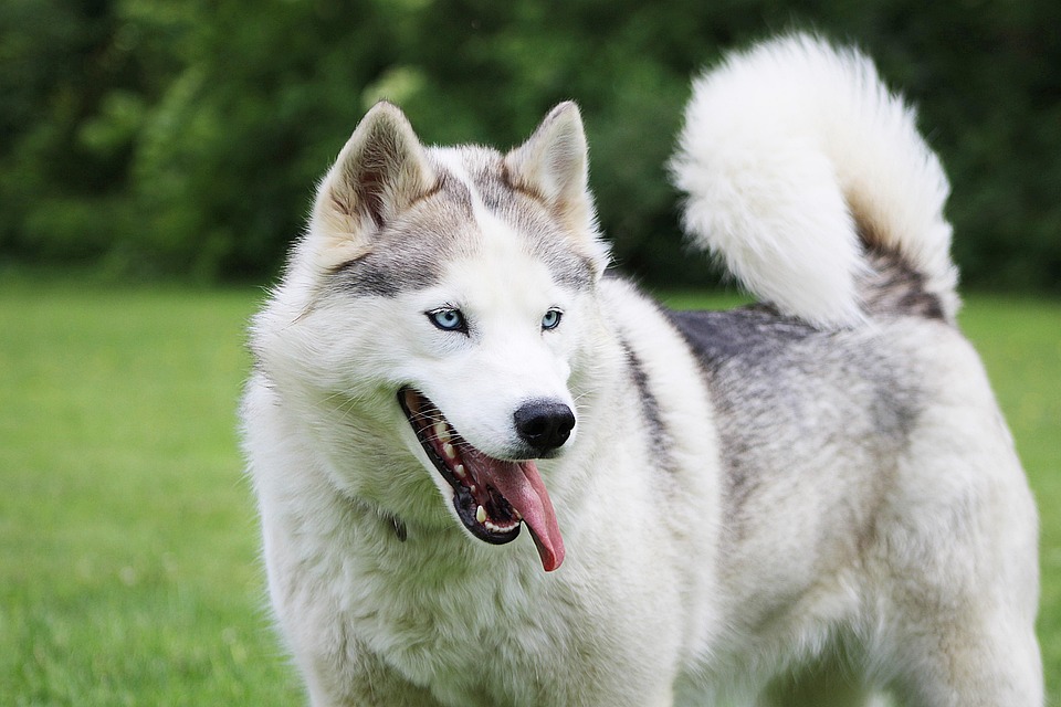 Husky Schlittenhund Siberian Kostenloses Foto Auf Pixabay Husky Schlittenhund Siberian Kostenloses Foto Auf Pixabay
