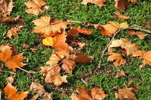 Free Autumn Landscape photo and picture