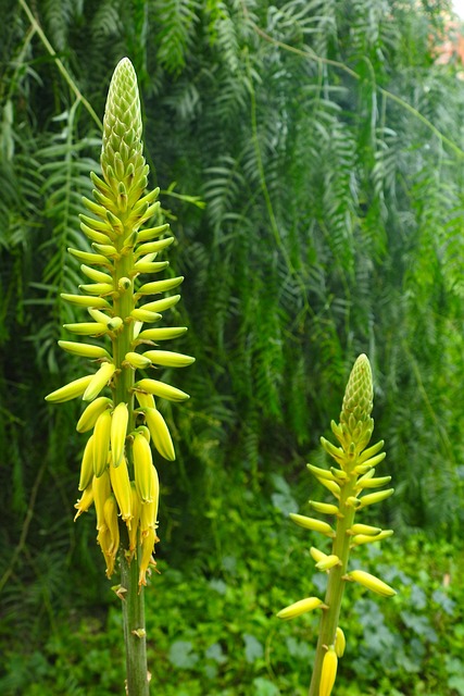 Free Flower Nature photo and picture