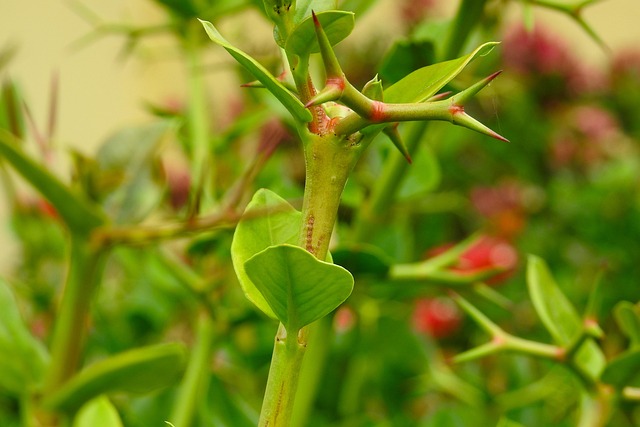 Free Flowers Plant photo and picture