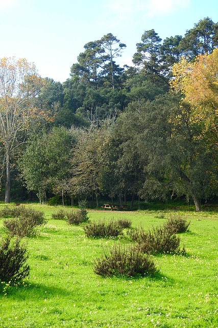 Free Landscape Nature photo and picture