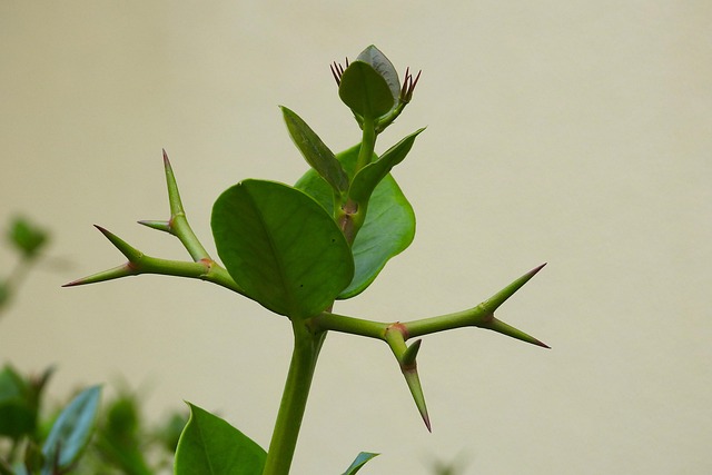Free Plant Nature photo and picture