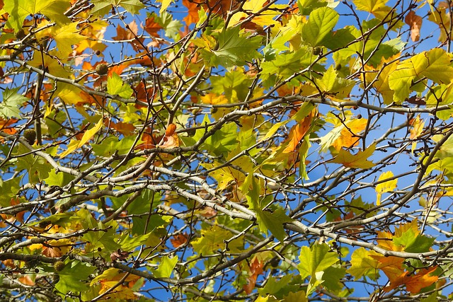 Free Nature Tree photo and picture