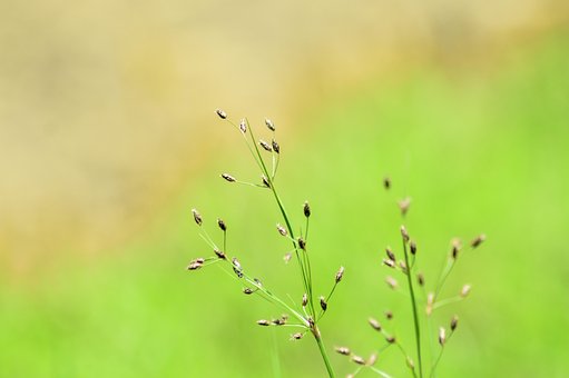 Free Grass Green photo and picture