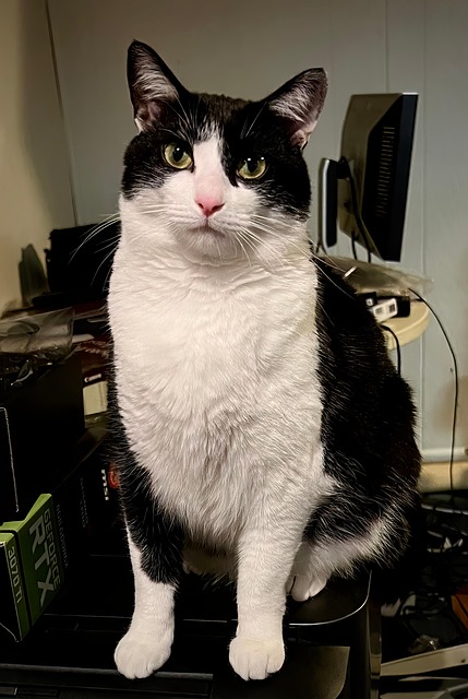 Free Cat Tuxedo photo and picture