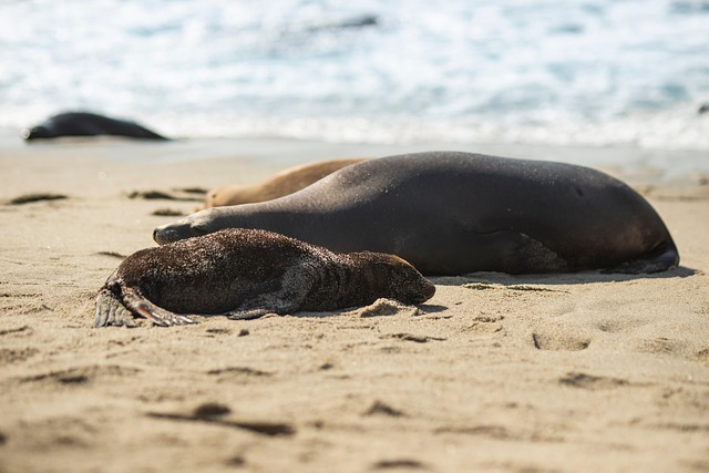 Free Beach Seal photo and picture