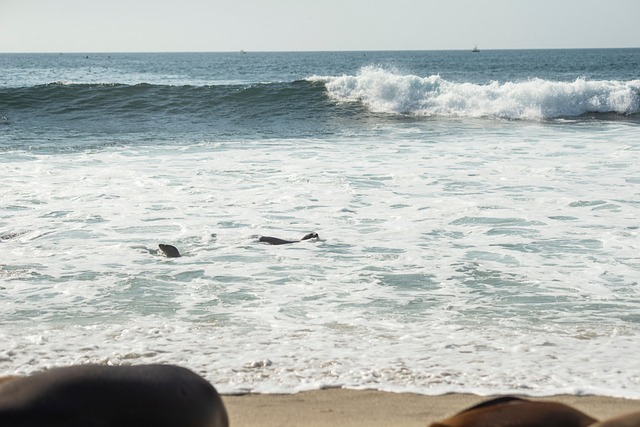 Free Beach Sea photo and picture