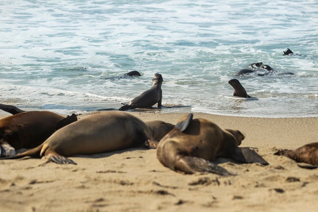 Free Beach Seal photo and picture