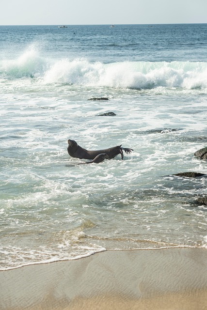 Free Beach Sea photo and picture