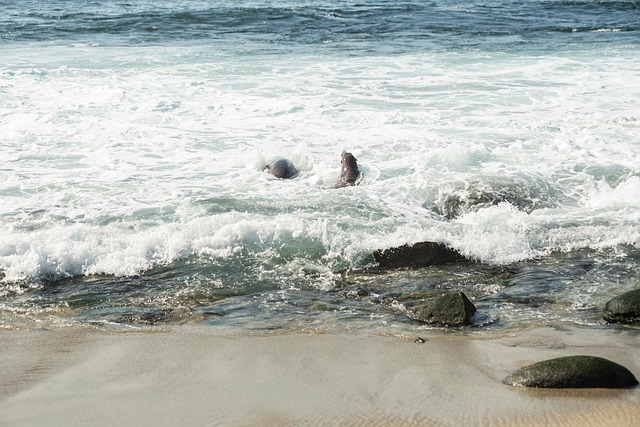 Free Beach Sea photo and picture