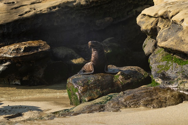Free Beach Seal photo and picture