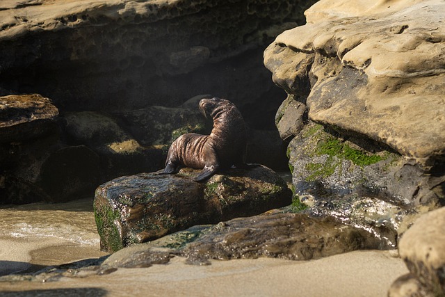 Free Beach Seal photo and picture