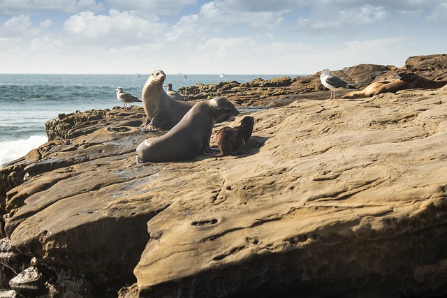 Free Beach Seal photo and picture