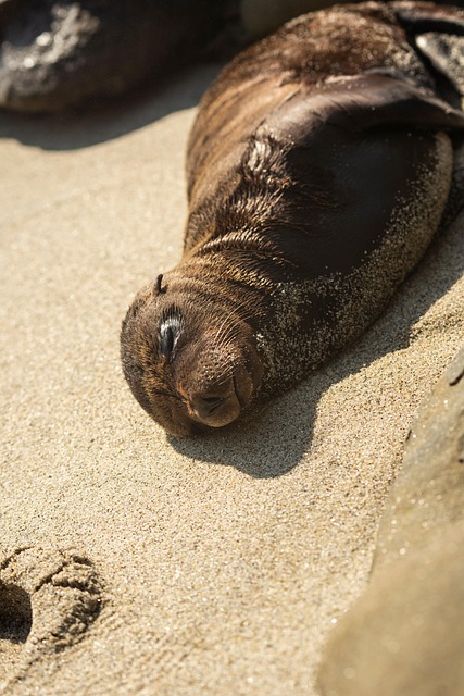 Free Beach Seal photo and picture