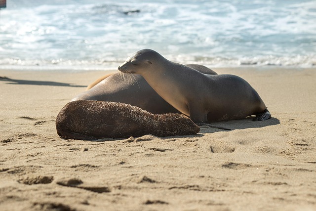 Free Seals Beach photo and picture