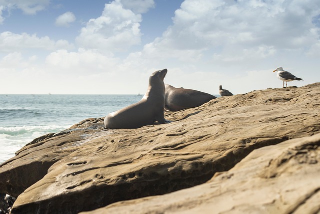 Free Beach Seal photo and picture