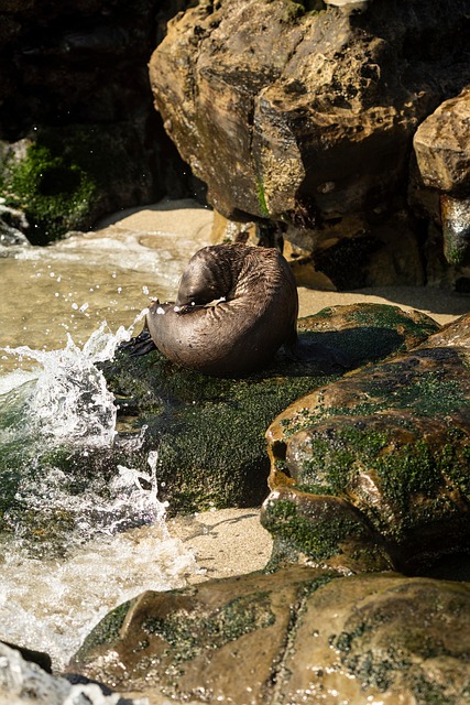 Free Beach Seal photo and picture