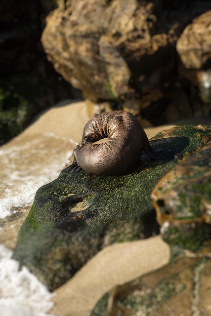 Free Beach Sea photo and picture