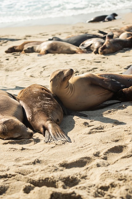 Free Seal Beach photo and picture
