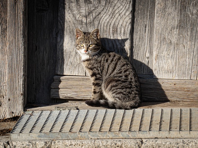 Free Cat Pet photo and picture