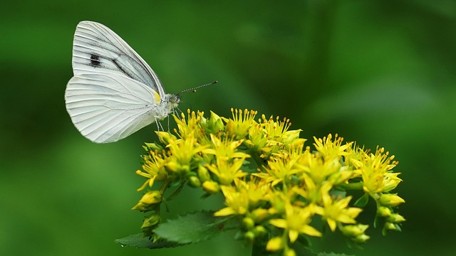 Free Butterfly Insects photo and picture