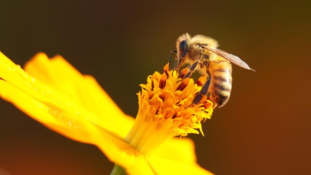 Free Bee Flower photo and picture