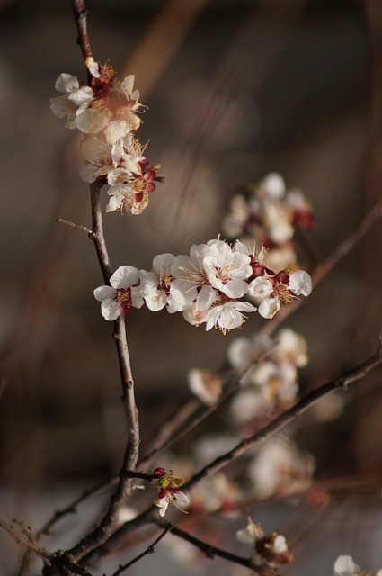 Aprikosenblüte, Blumen, Frühling