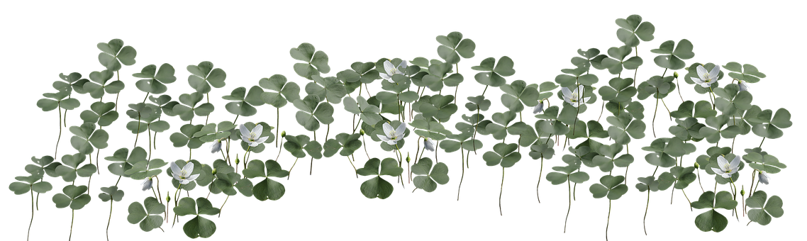 Flores, Trevos, Natureza, Recortar