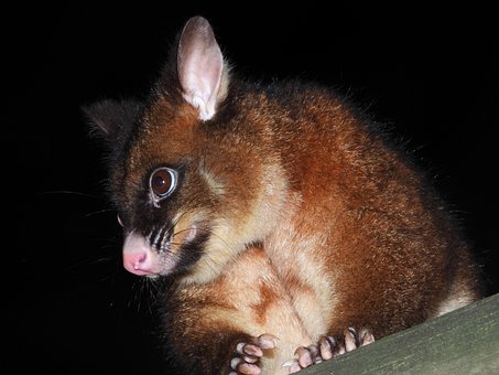 Free Common Brushtail Possum Tasmanian photo and picture