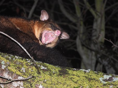 Free Common Brushtail Possum Tasmanian photo and picture
