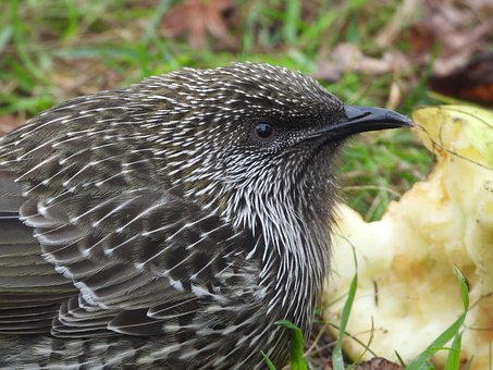 Free Little Wattlebird Wattlebird photo and picture