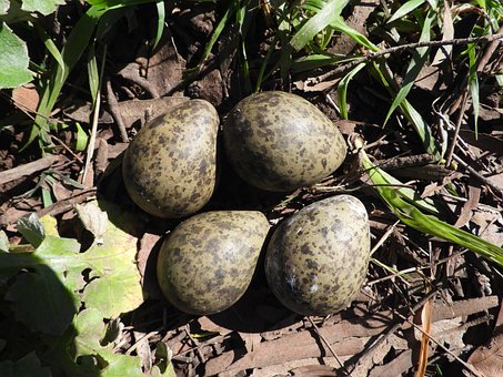 Free Masked Lapwing Lapwing photo and picture