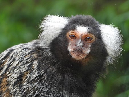 Free Marmoset Monkey photo and picture