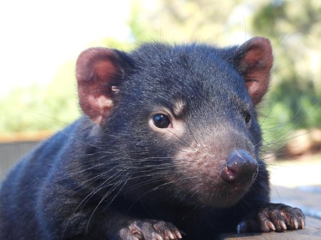 Free Tasmanian Devil Joey Tasmanian Devil photo and picture
