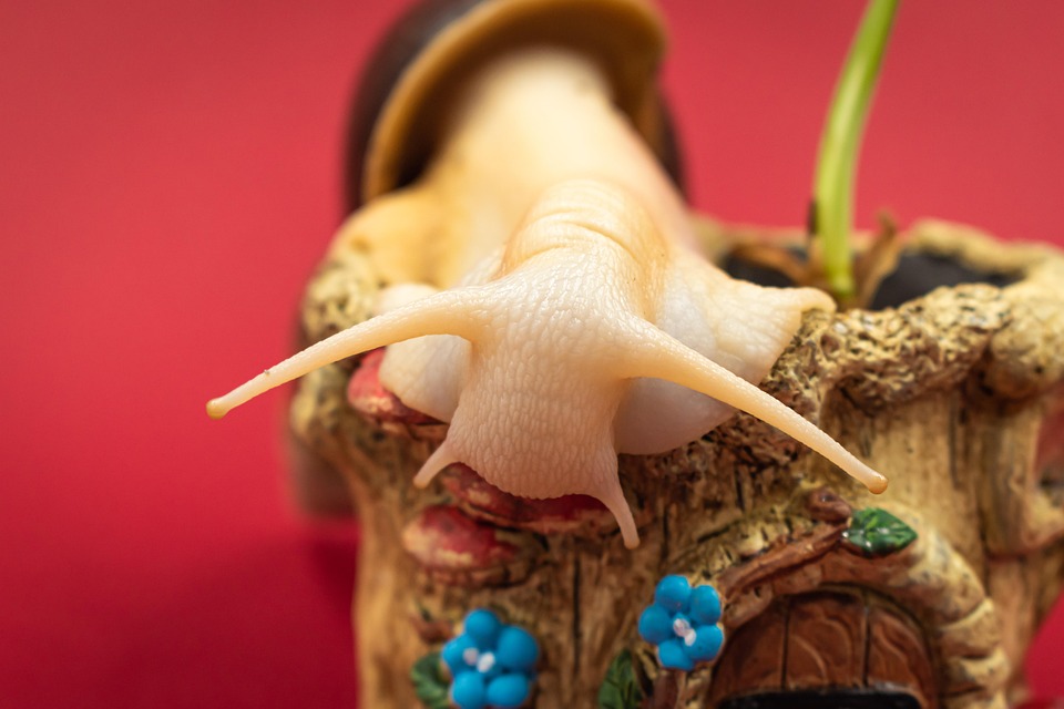 Giant African Snail Antenna Free photo on Pixabay
