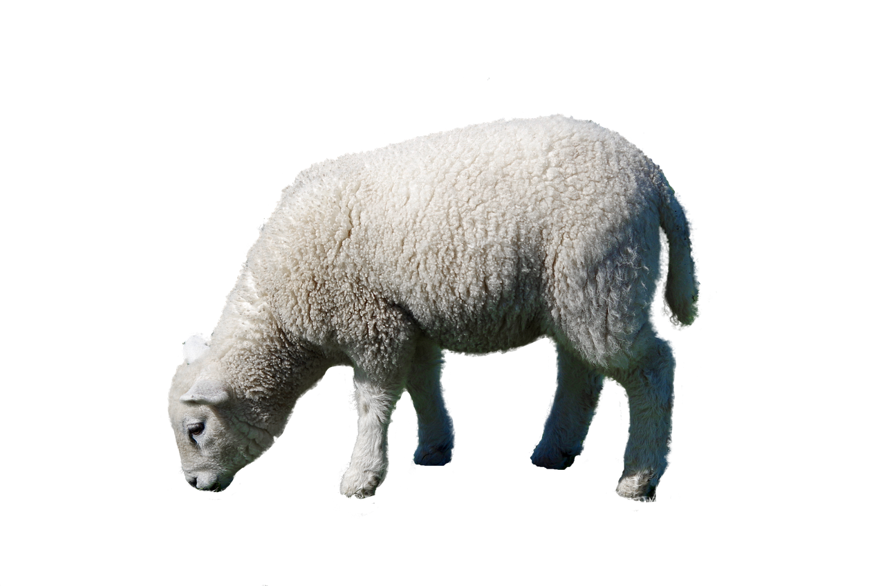 Download Sheep, Wool, Pasture Livestock. RoyaltyFree Stock