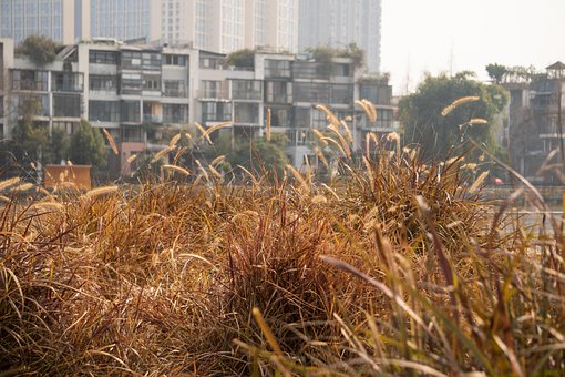 Free Grass Park photo and picture