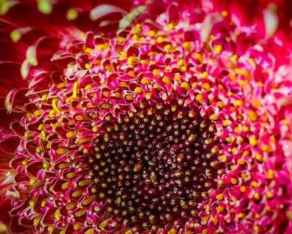 Free Flower Nature photo and picture